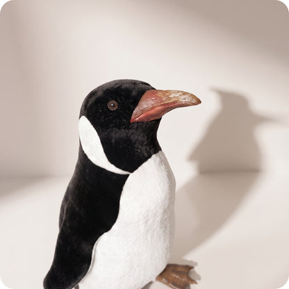 Pingüino Pequeño mirando arriba